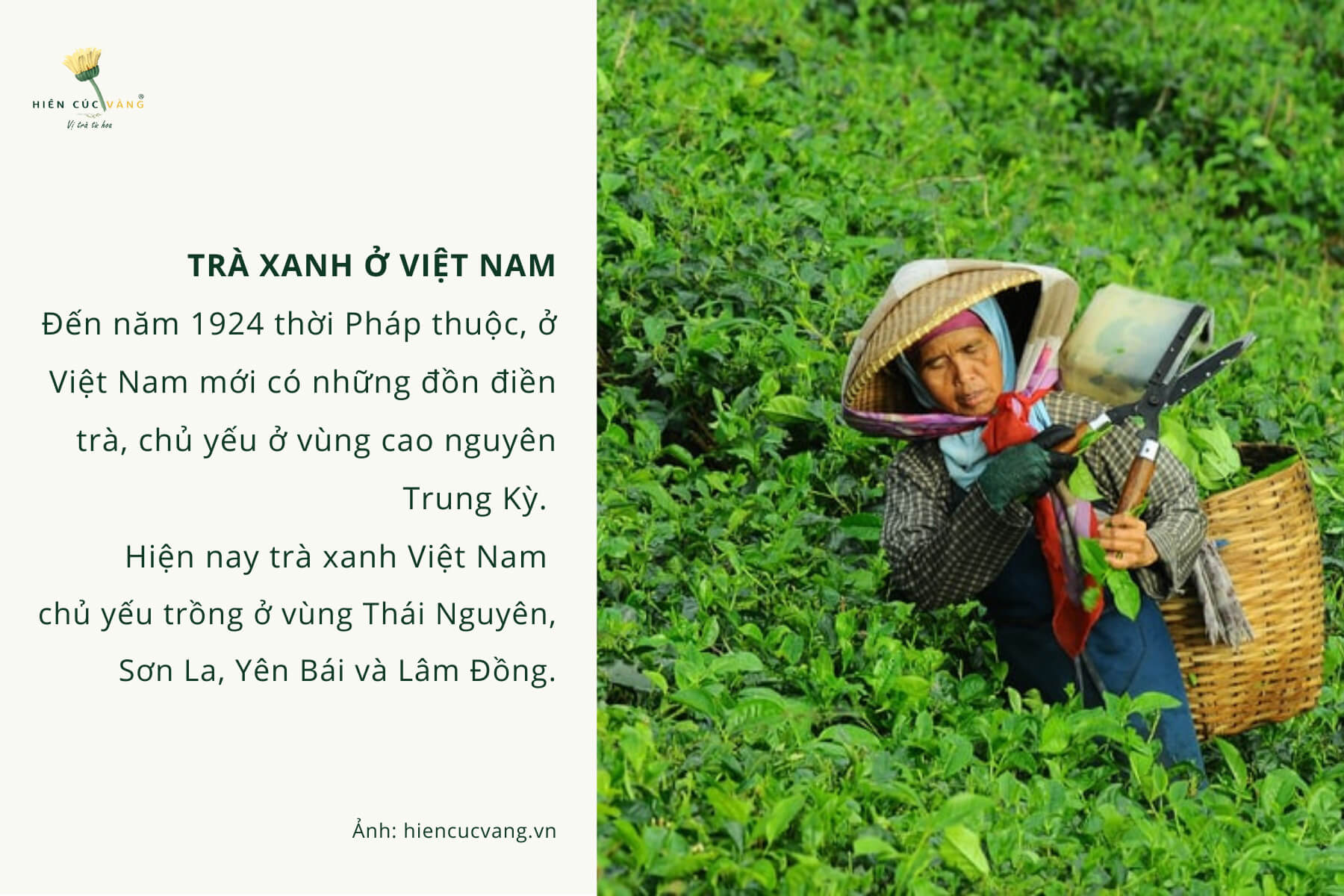 trà xanh ở Việt Nam