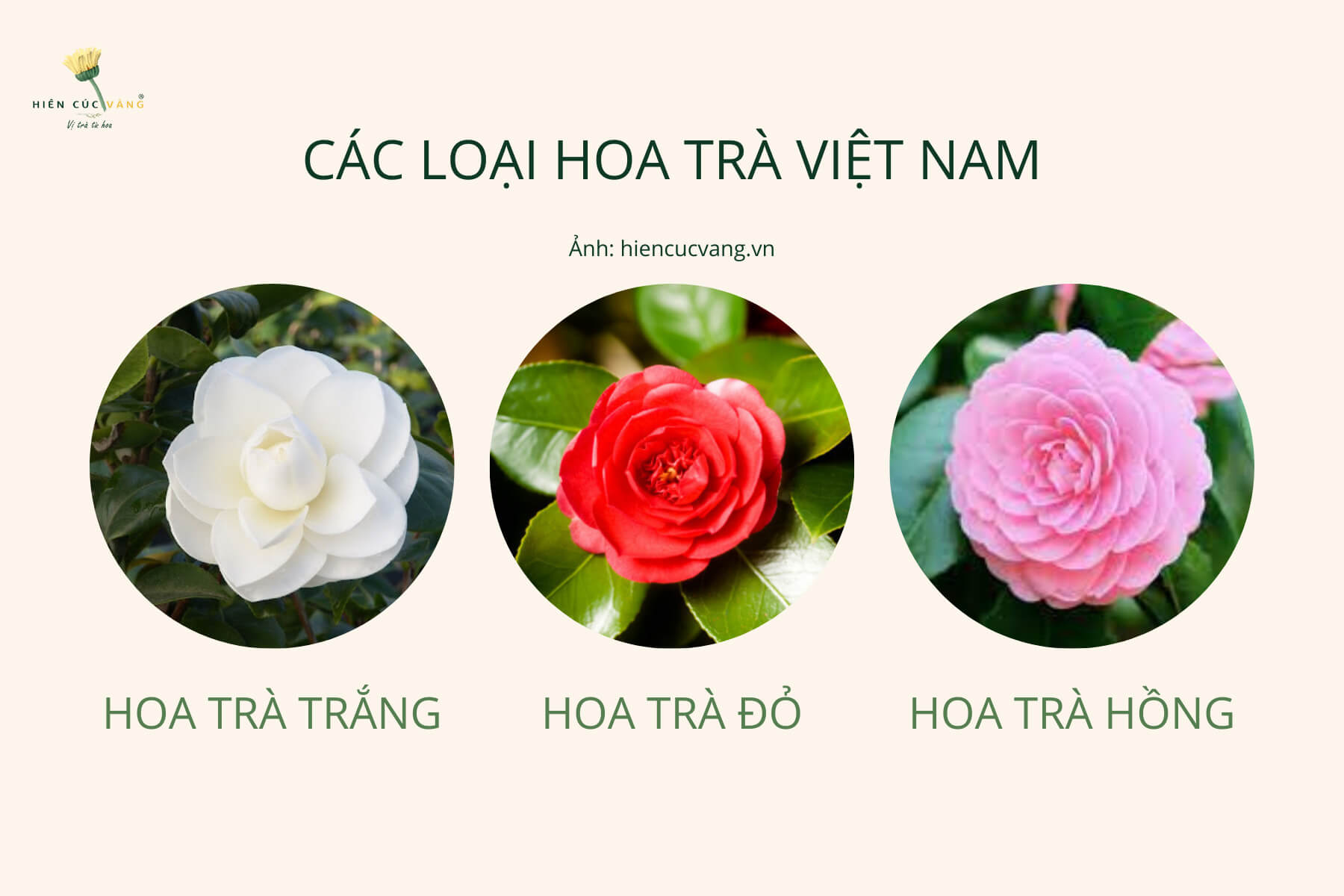 Các giống hoa trà Việt Nam