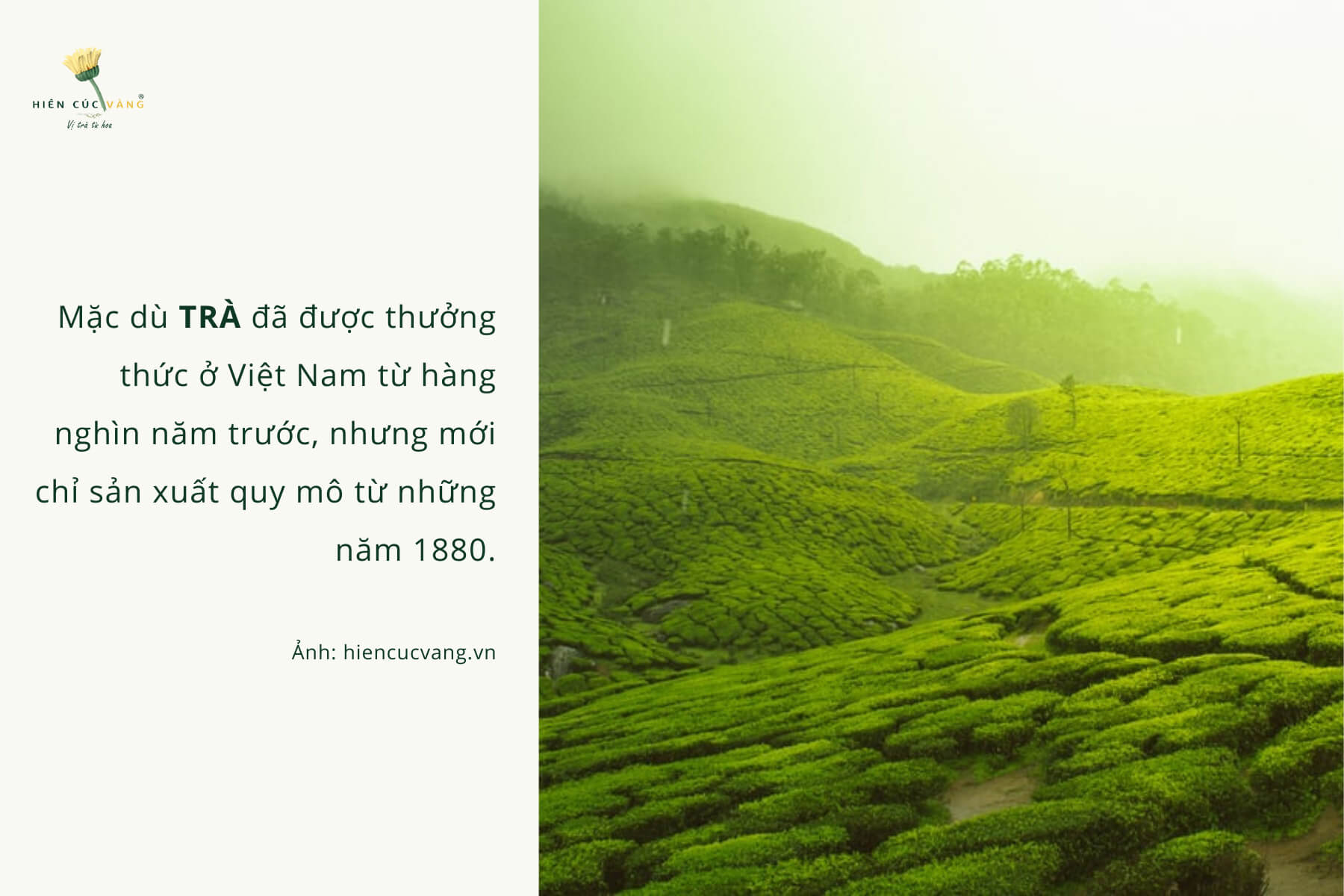 Nguồn gốc cây trà ở Việt Nam